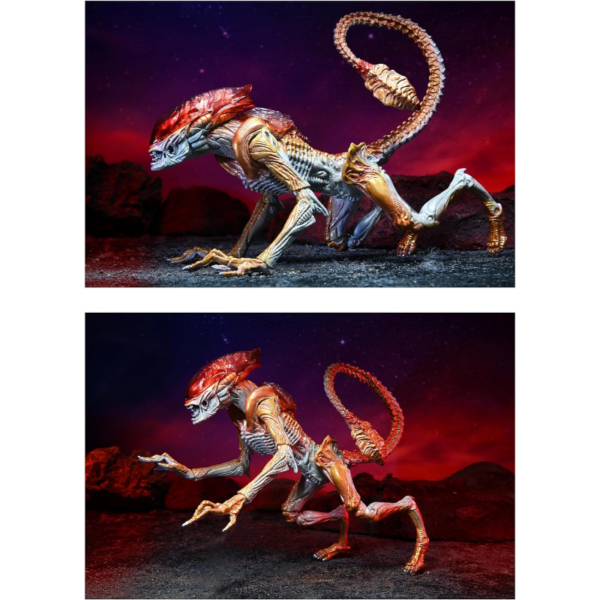 Panther Alien es la última incorporación a la línea Kenner Tribute de NECA. Inspirándose en el clásico Expanded Universe Aliens de principios de la década de 1990, han transformado este clásico de Kenner en una versión moderna con todos los detalles y articulaciones actuales. Night Cougar Alien mide aproximadamente 23 cm de largo y cuenta con una cola flexible, además de un dron desmontable que se adhiere magnéticamente a su espalda.